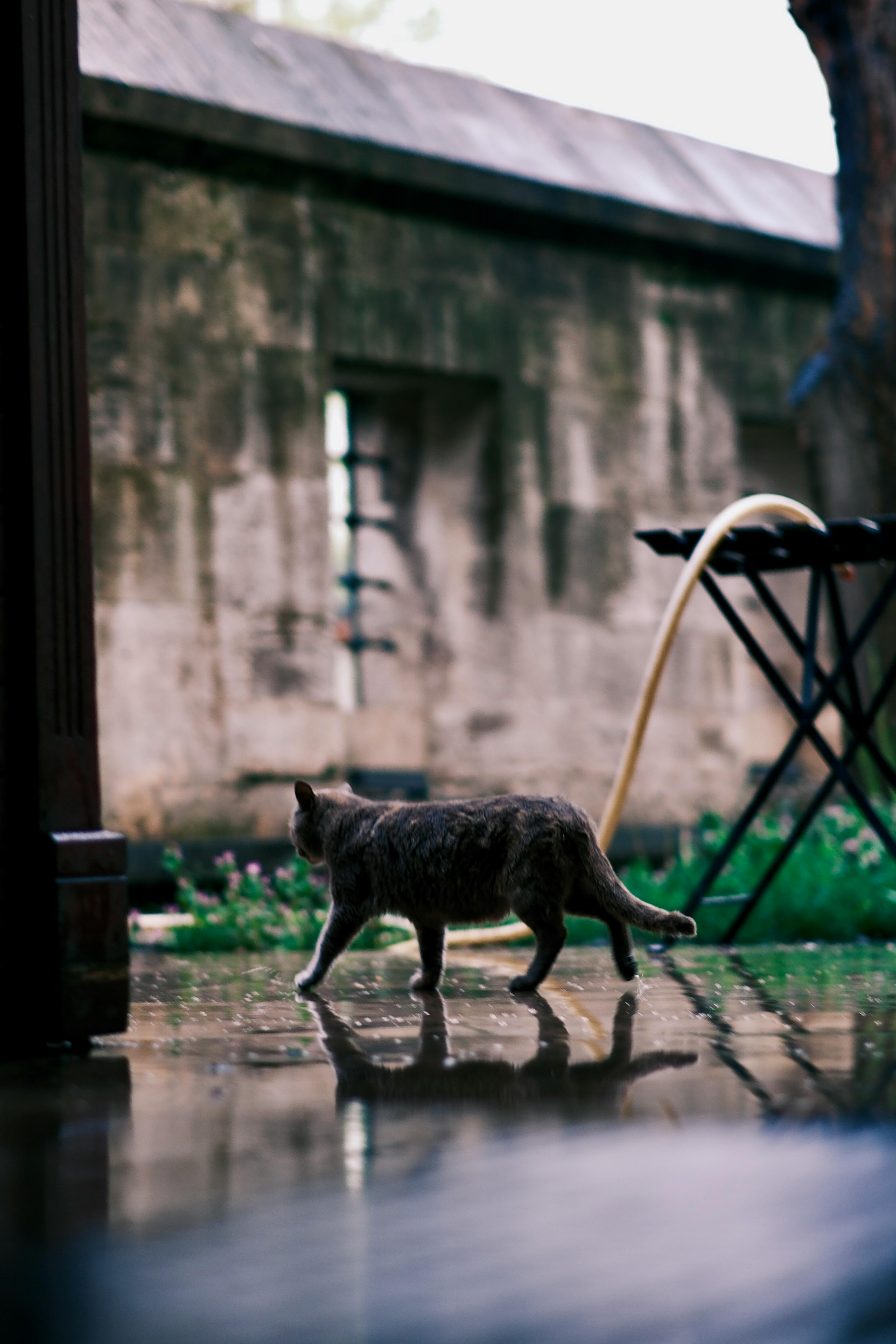 Smart Ways to Optimize Your Rabbit Cage Outdoor Setup in 2025