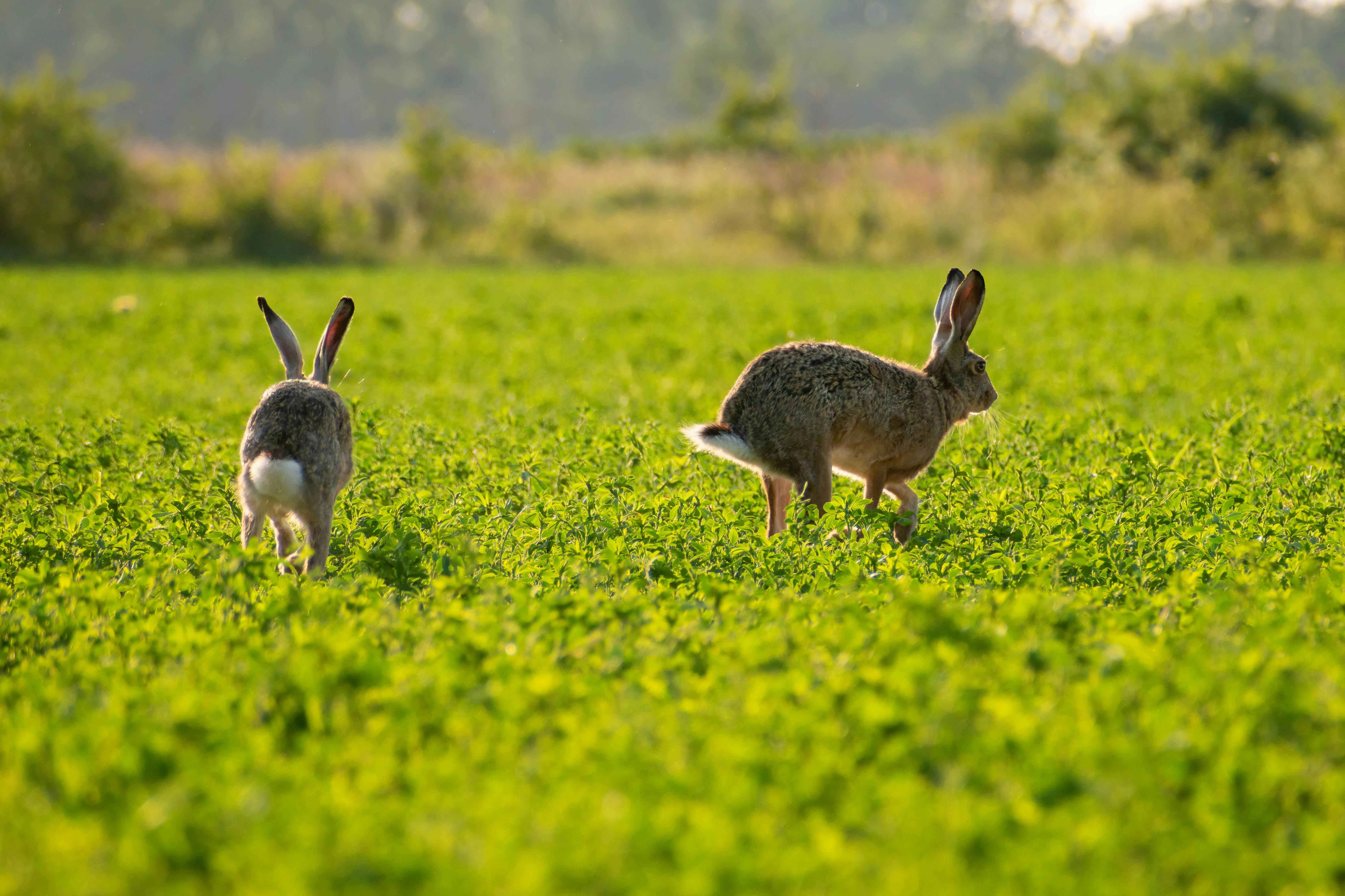 How to Properly Choose Between Duck or Rabbit for Dinner