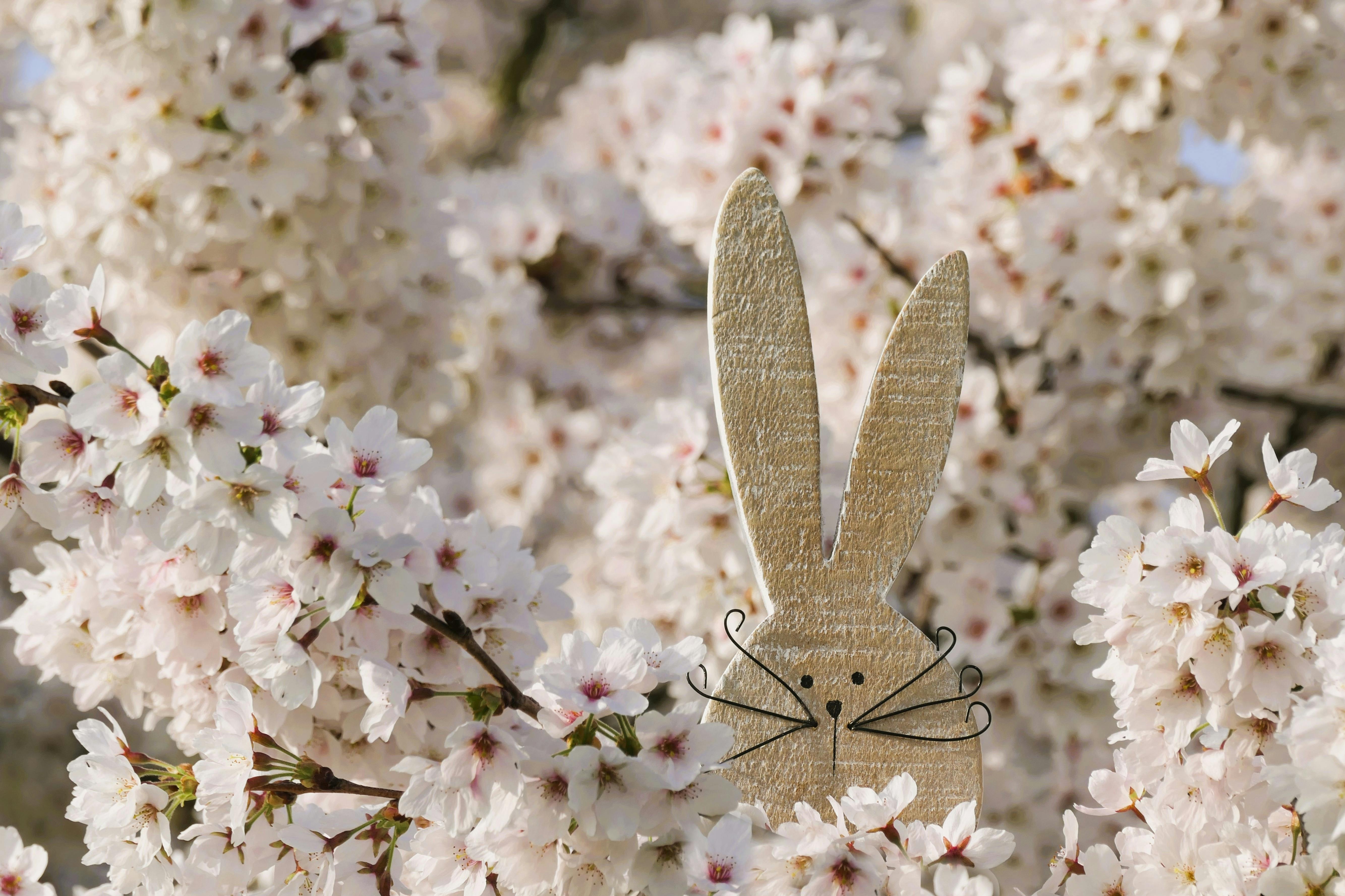 Smart Ways to Enhance Your Understanding of Frank the Rabbit in 2025