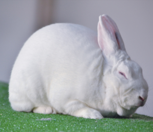 New Zealand rabbit