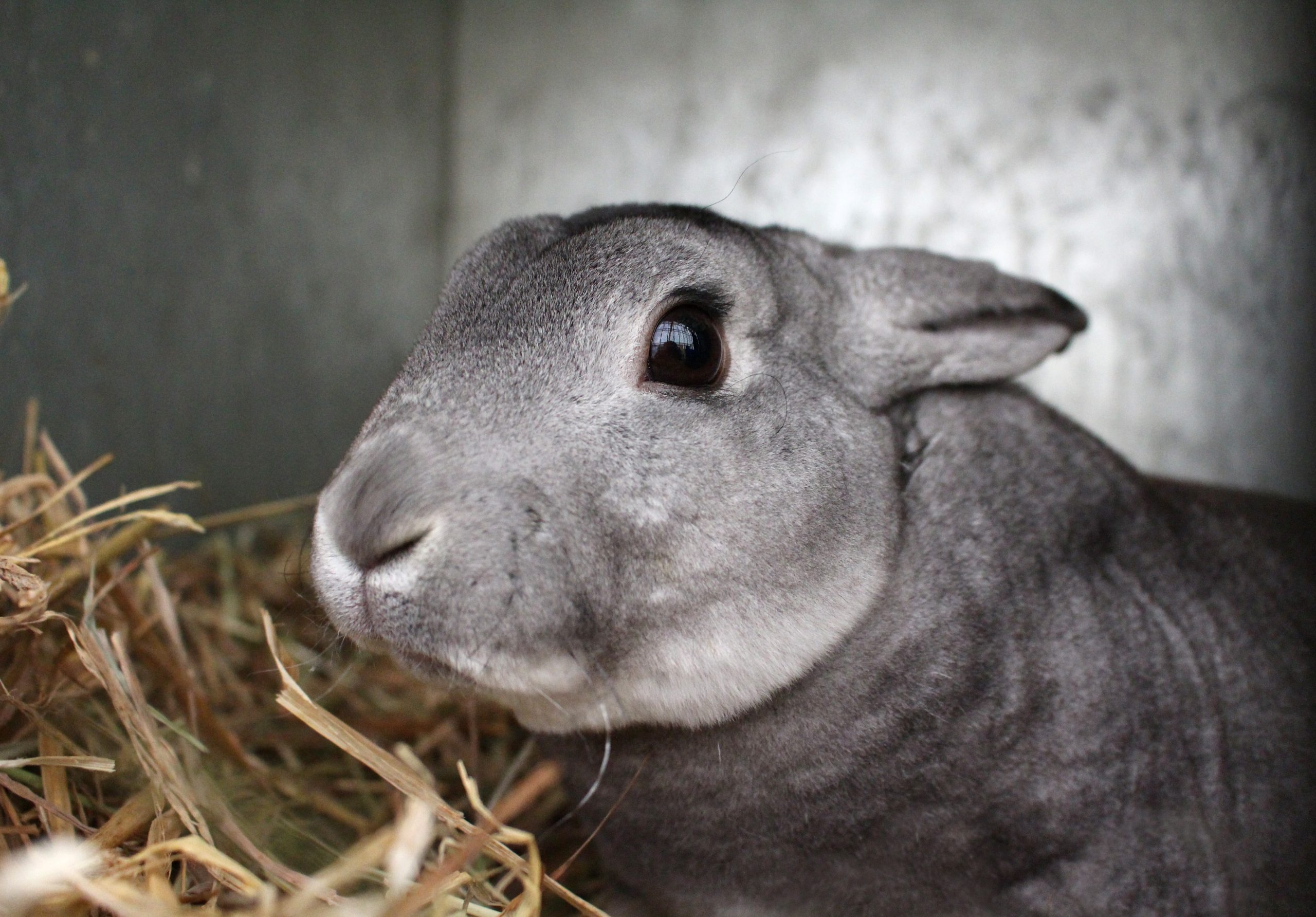 Mini Rex Rabbit