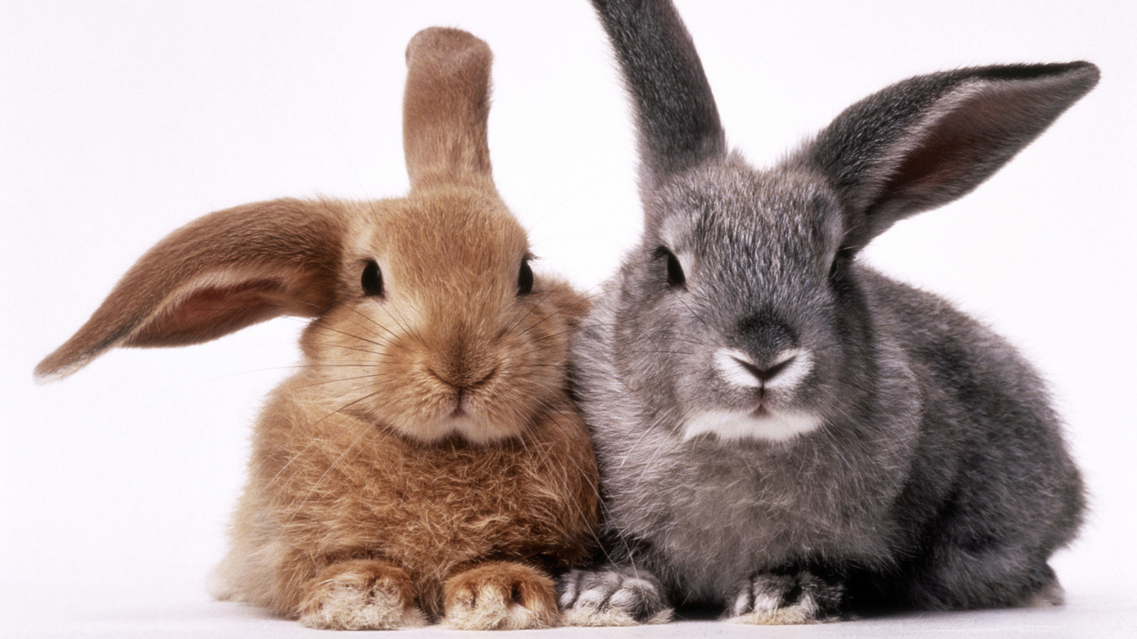 Differences between Rabbit and Bunny