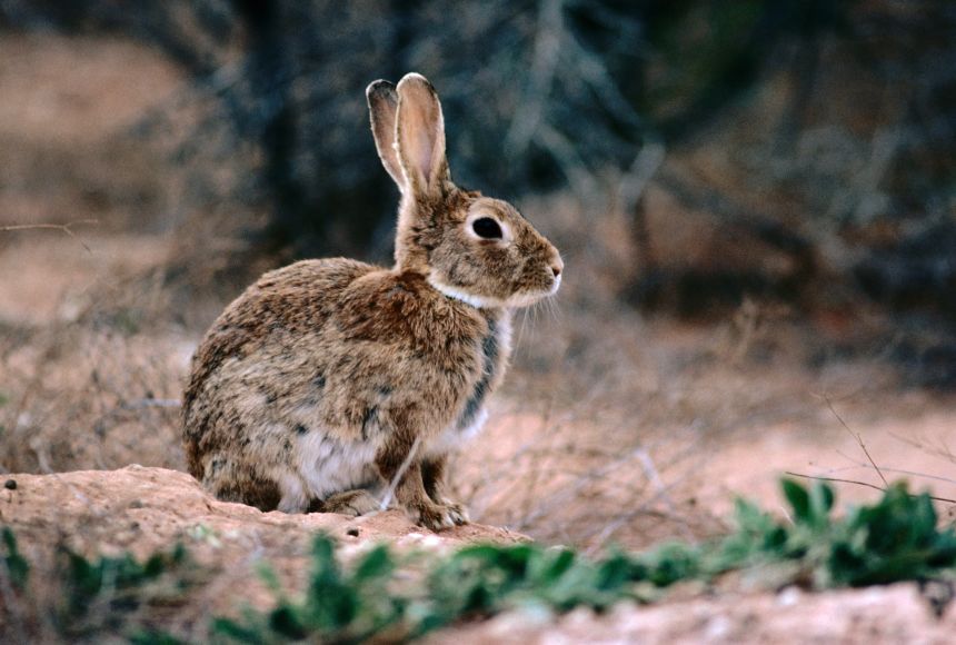 Symbolism of Rabbit in Folklore