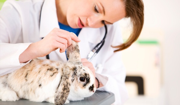 Looking for Rabbit Veterinarian