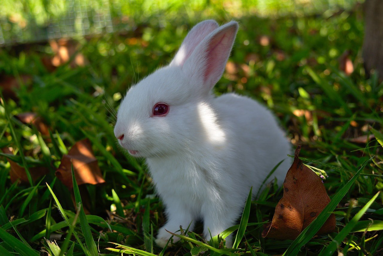 Florida White Rabbit