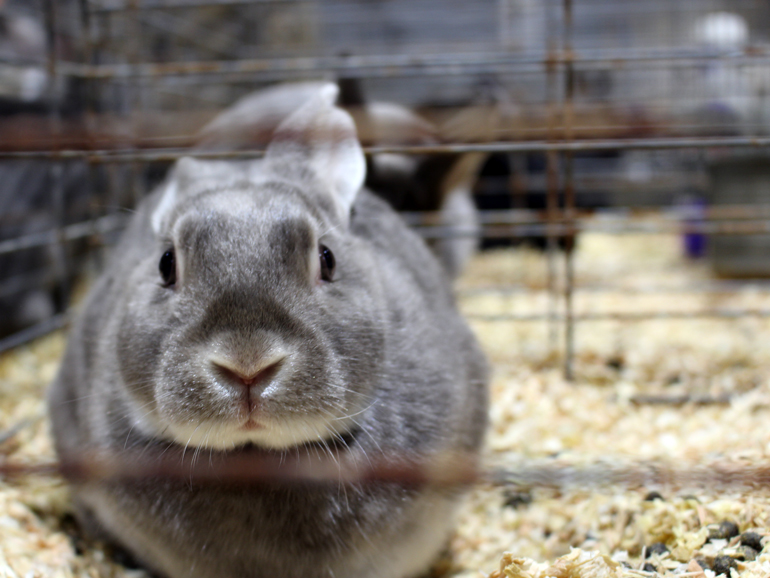 Cute Mini Satin Rabbit