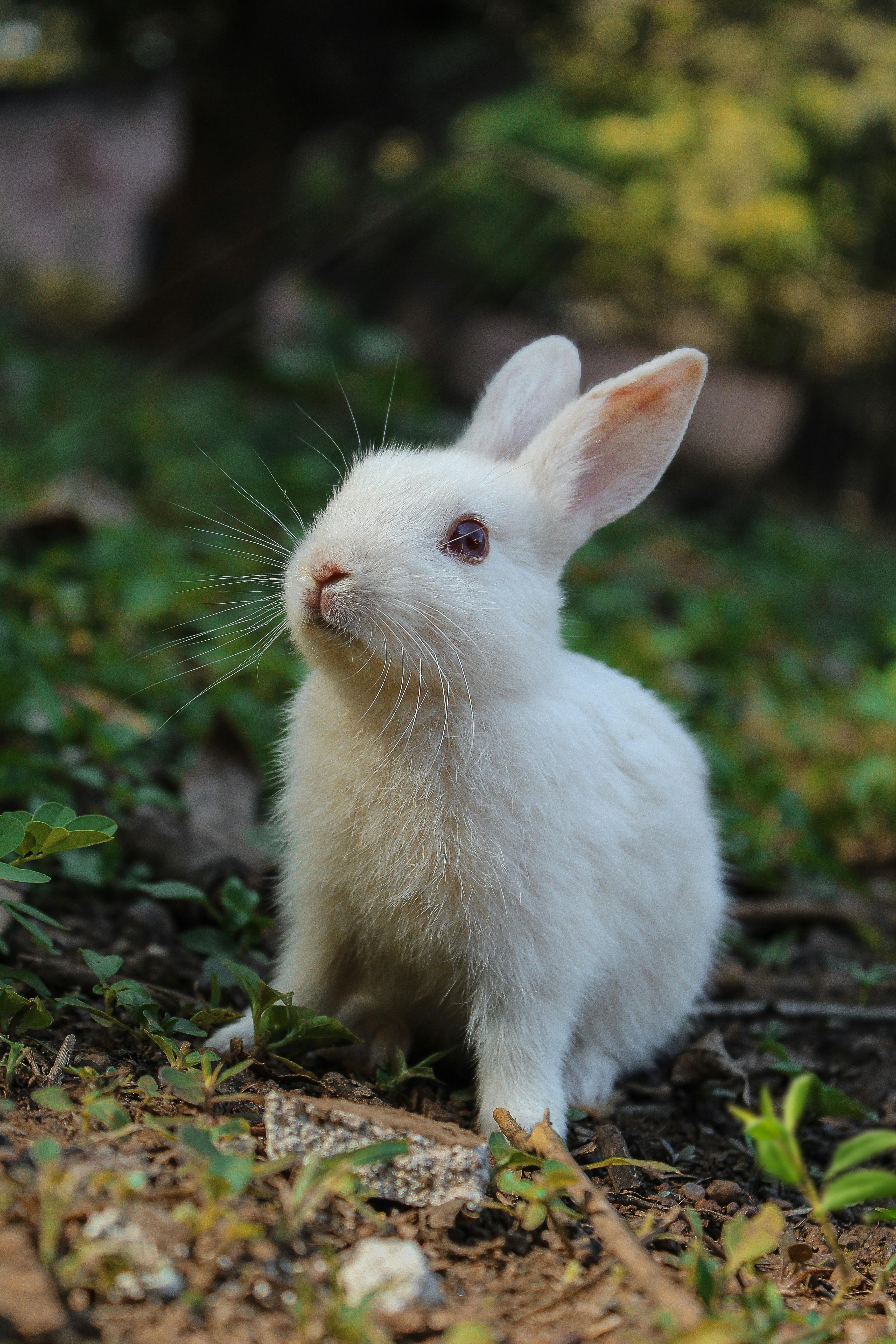 Playful American Chinchilla Rabbit