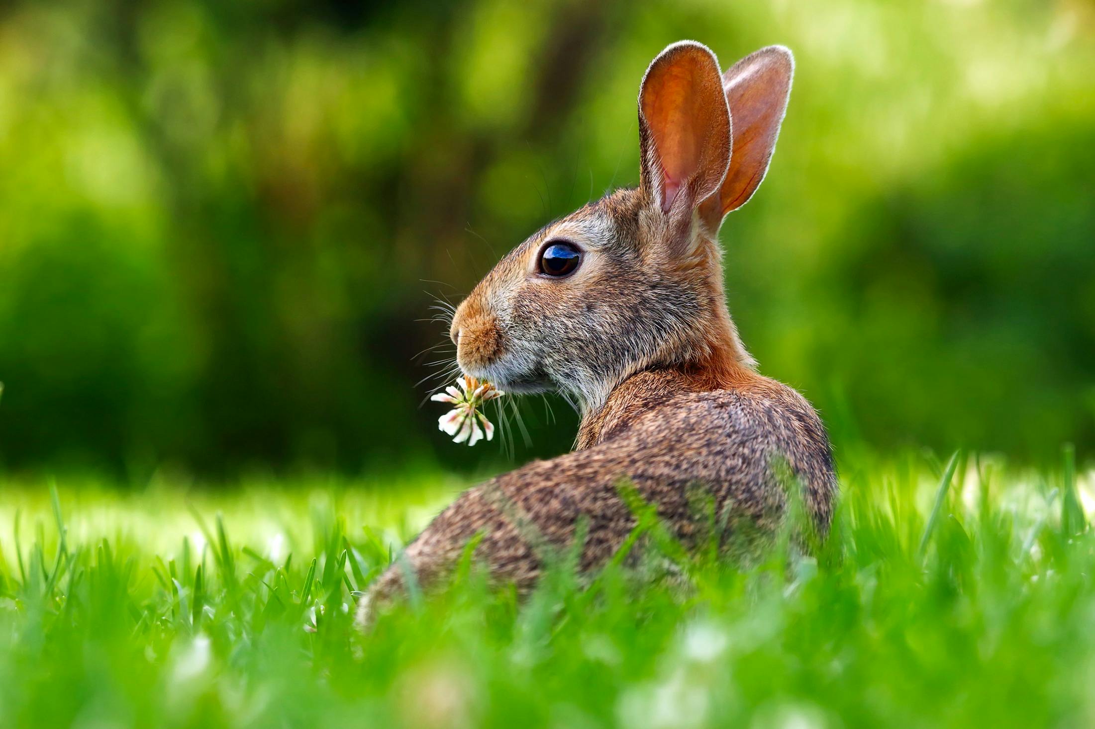 Kung Fu Rabbit Techniques