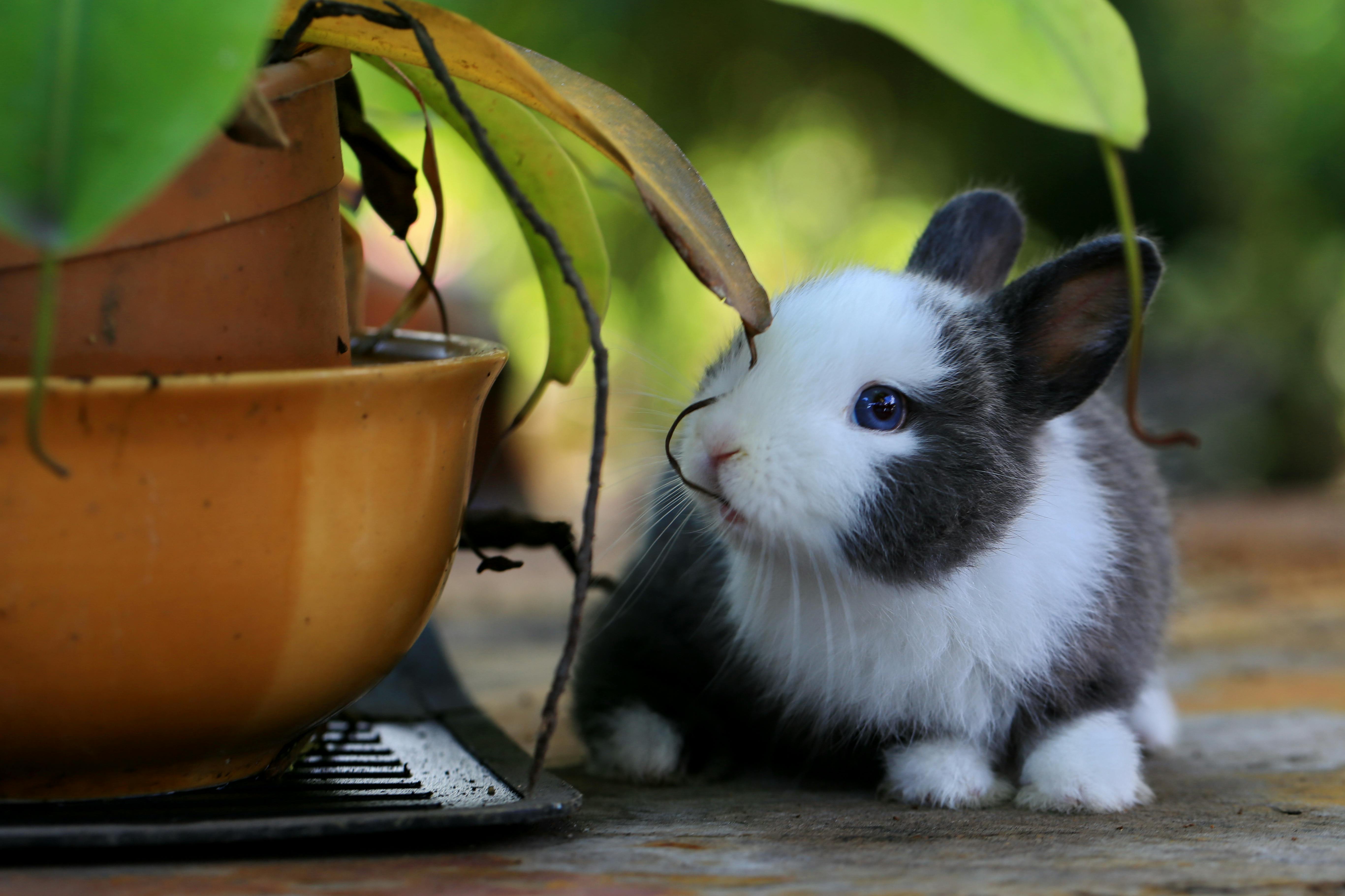 Largest Rabbit Breeds