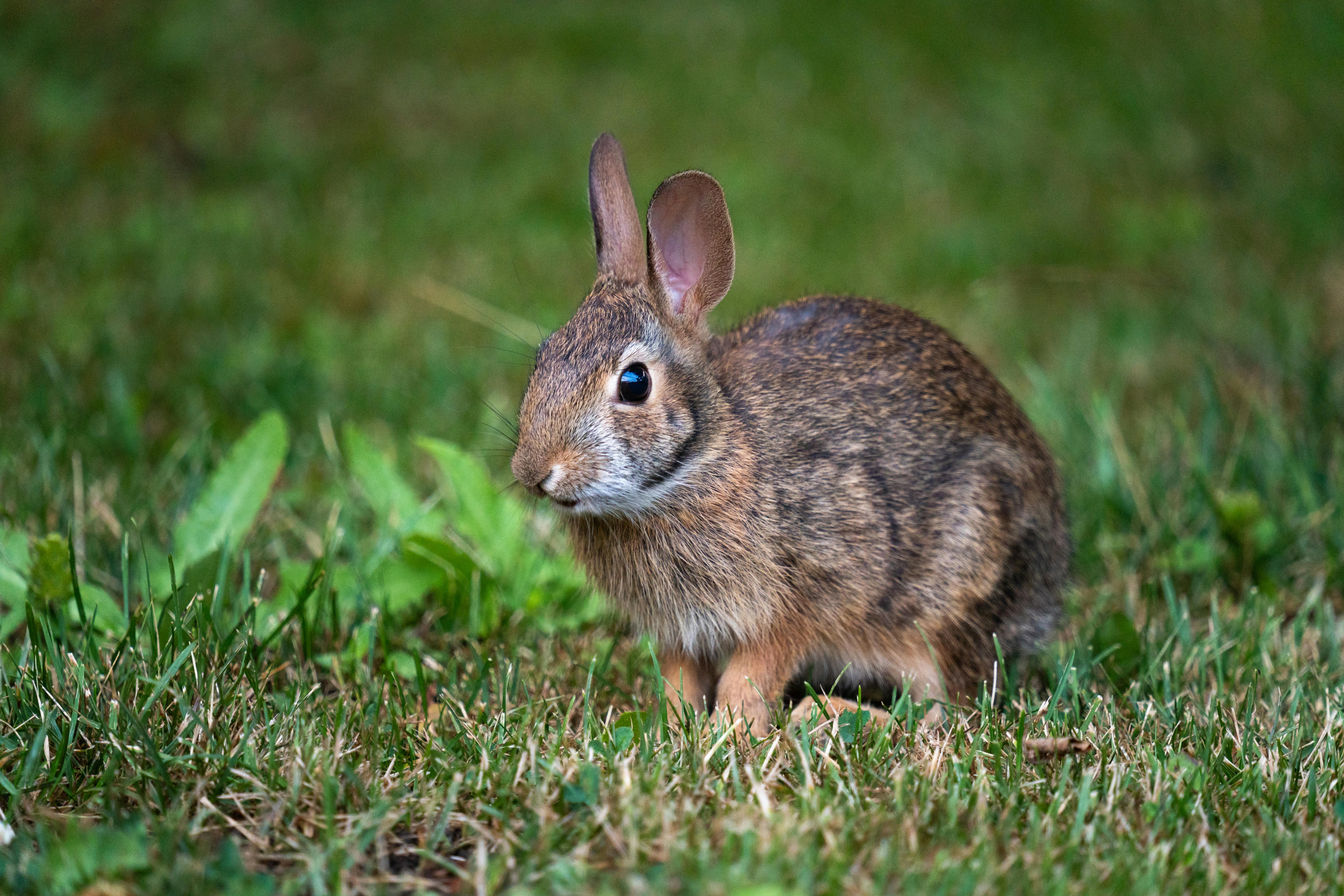 Wild Rabbit in New Cumberland