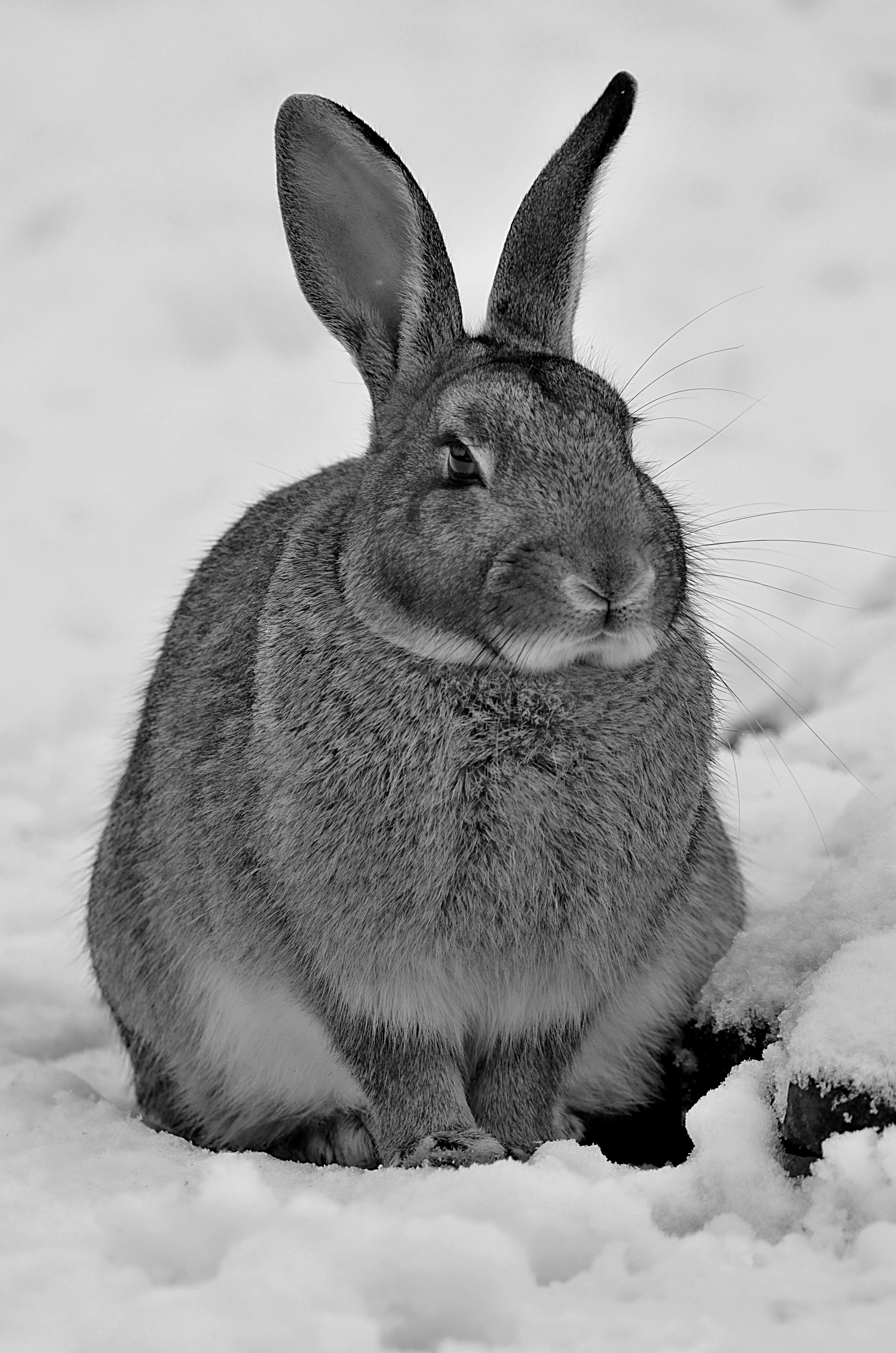 Group of Wild Rabbits