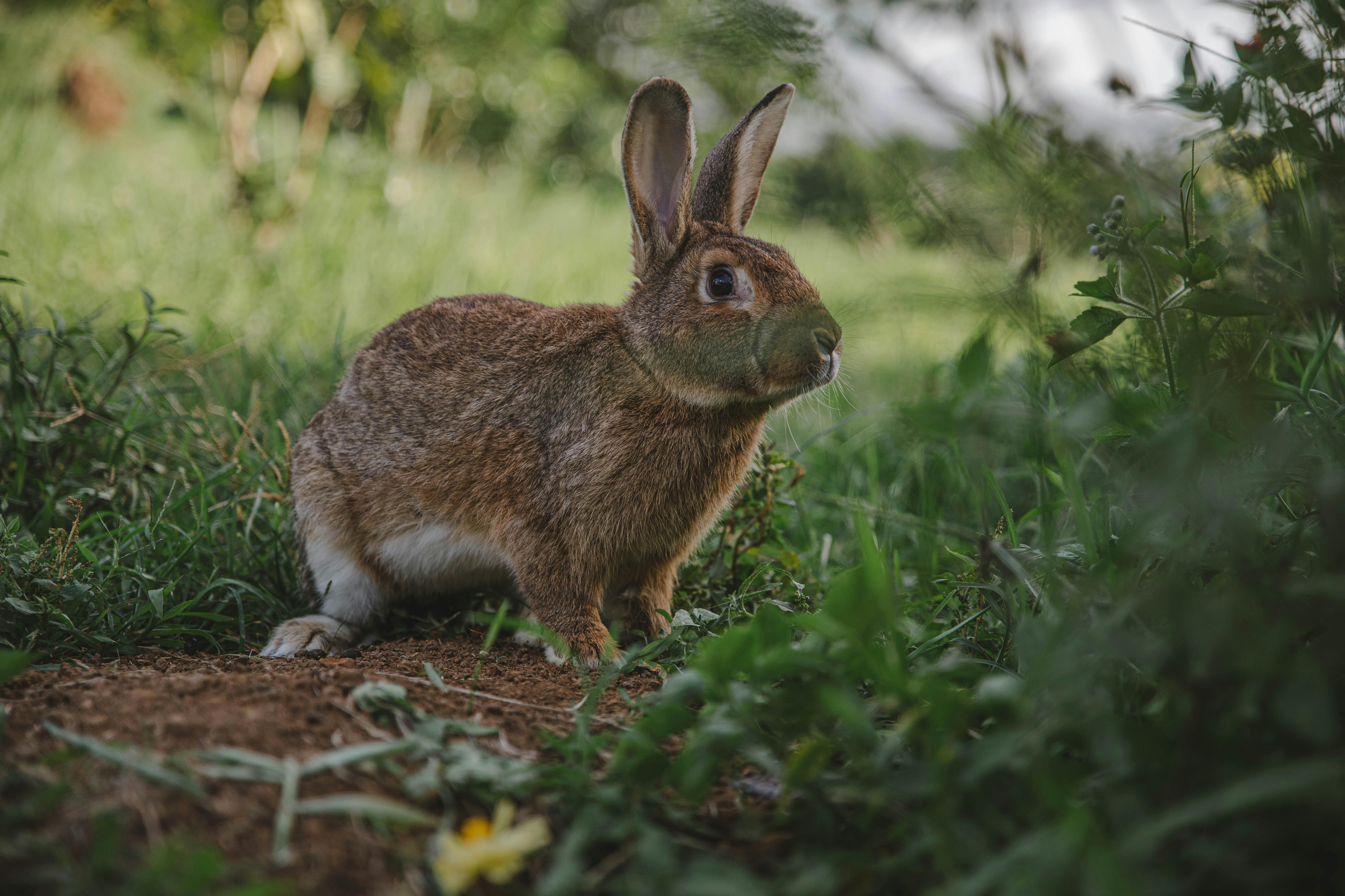 Wild Rabbit Poop