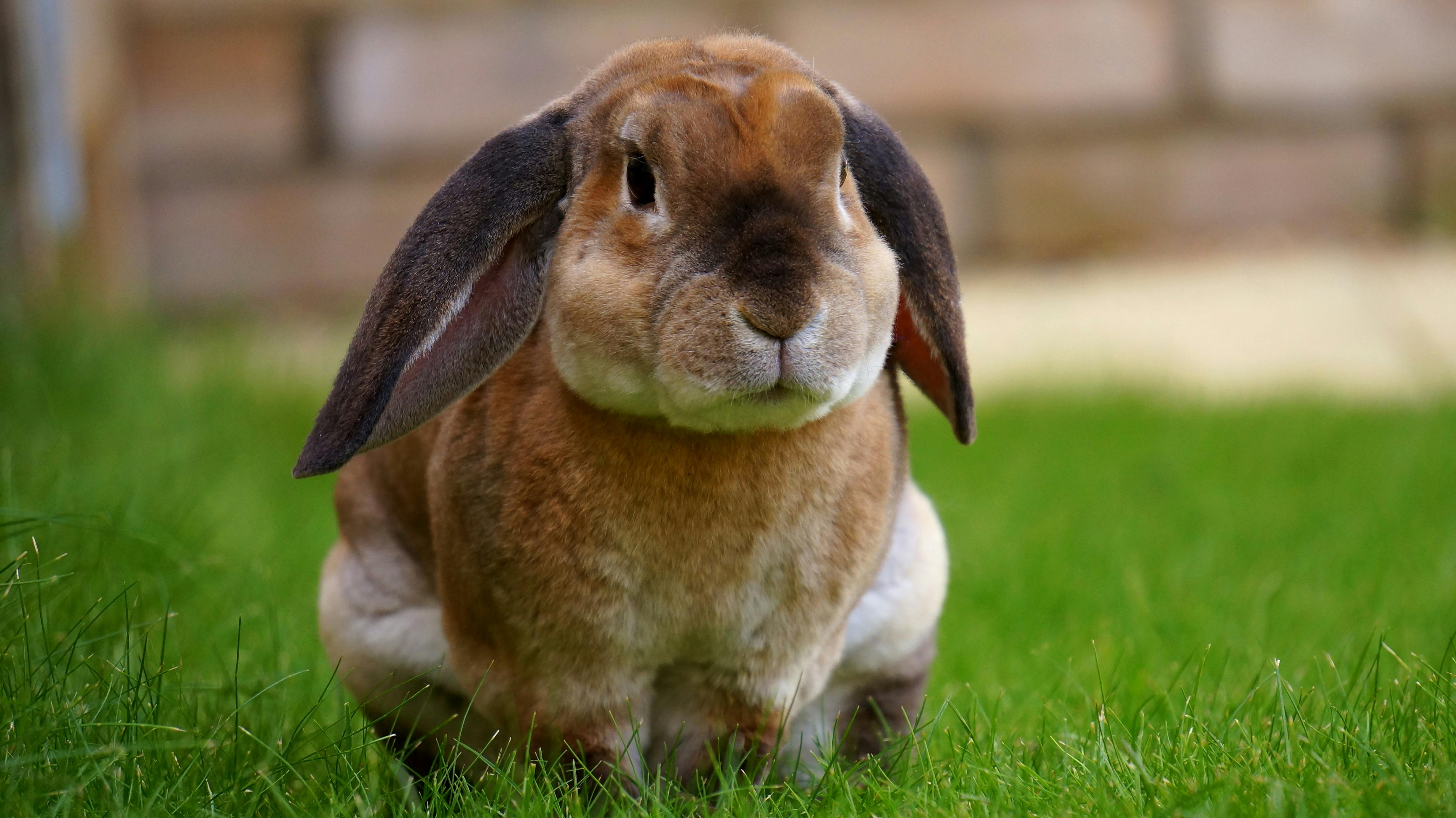 Flemish Giant Rabbit Care Costs