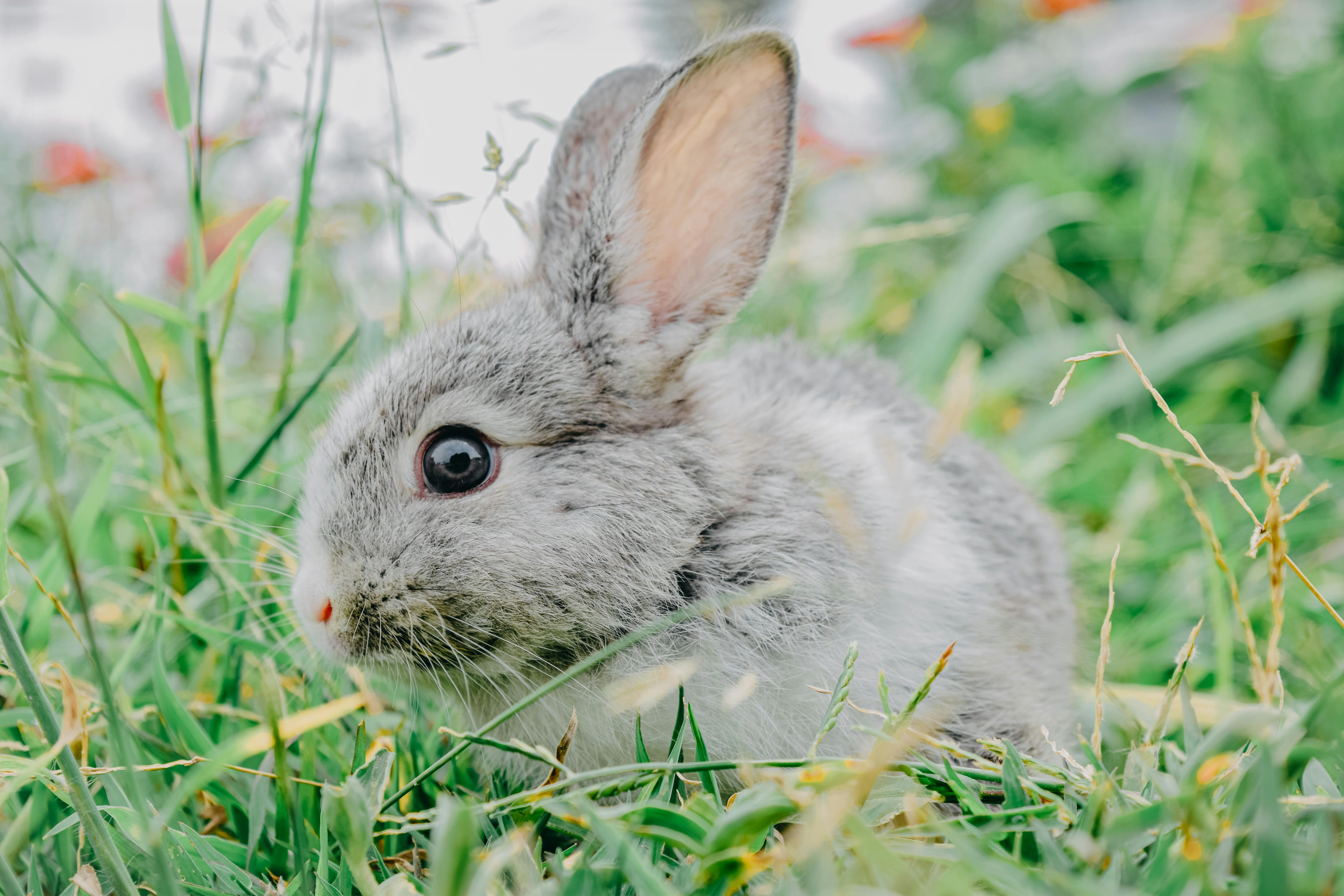 Small Rabbit Breeds