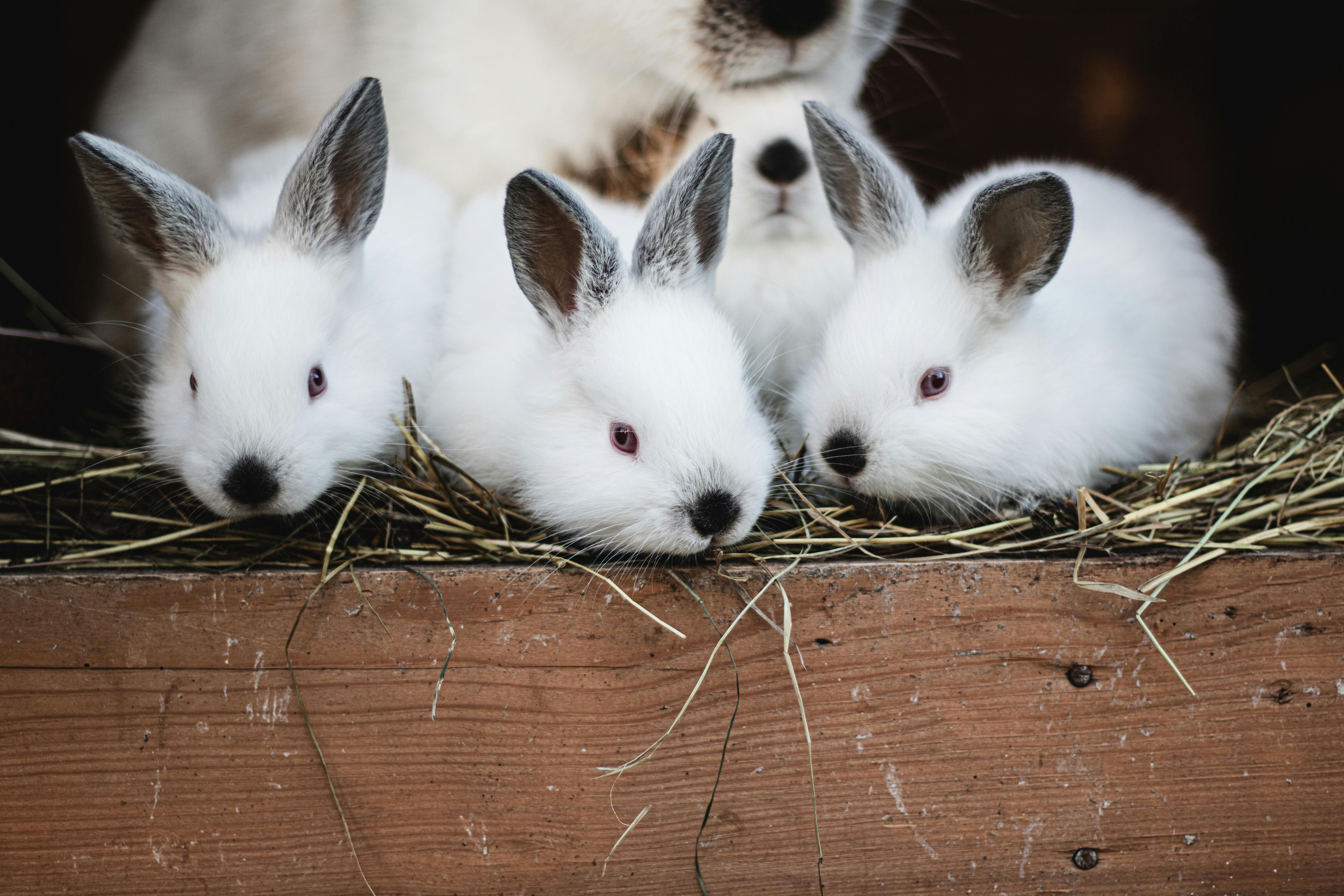 Small Rabbit Care